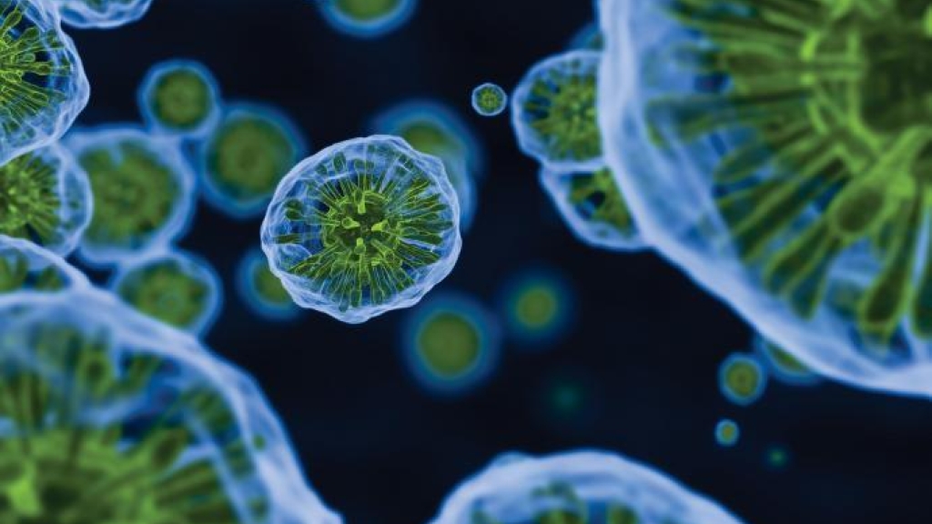 Microscopic photo of cells
